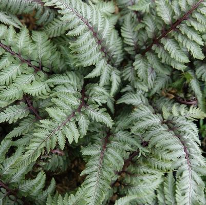 Athyrium nipponicum var. Pictum