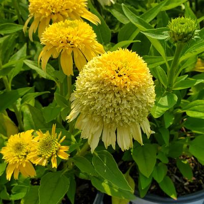 Echinacea hybrid Double Coded™ 'Butter Pecan'