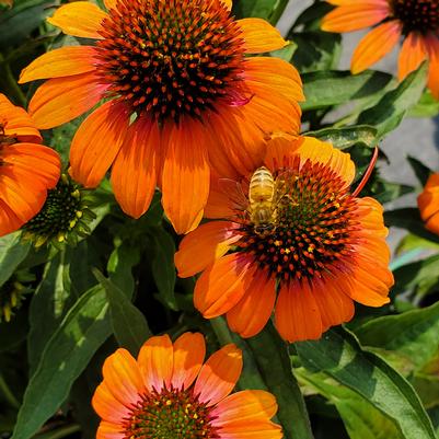 Echinacea x hybrida Artisan™ Soft Orange