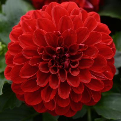 Dahlia Dalaya® Vampire