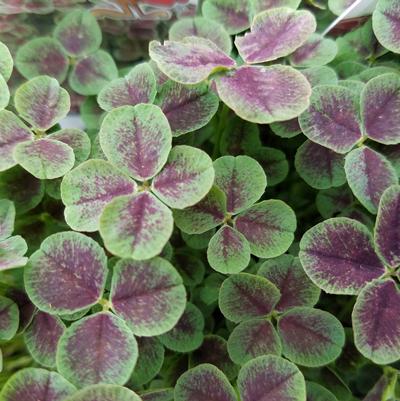 Trifolium reptans Pentaphyllum