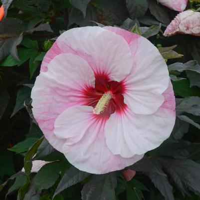 Hibiscus hybrid Summerific® Summerific® Perfect Storm