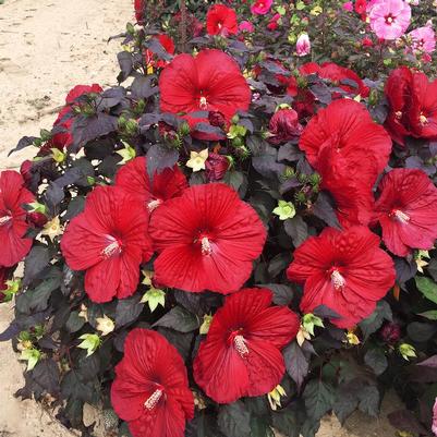 Hibiscus hybrid Summerific® Holy Grail