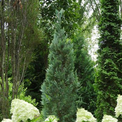 Chamaecyparis lawsoniana Pinpoint® Blue