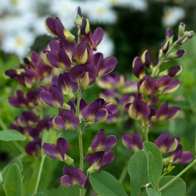 Baptisia 'Grape Taffy'