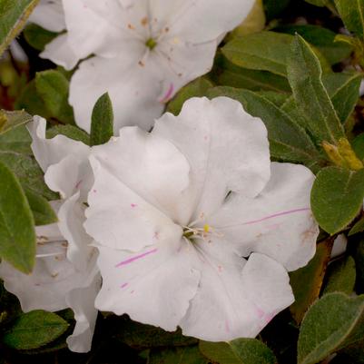 Azalea Encore® Autumn Lily®