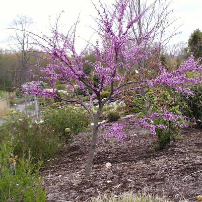 Cercis canadensis 'Forest Pansy'