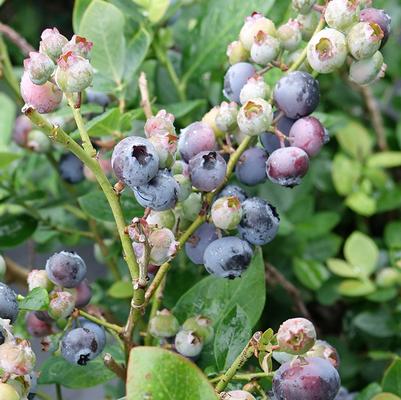 Vaccinium corymbosum hybrid Bushel and Berry® Peach Sorbet®