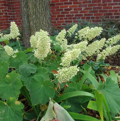 Heuchera villosa 'Autumn Bride'