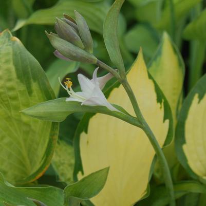 Hosta Pauls Glory