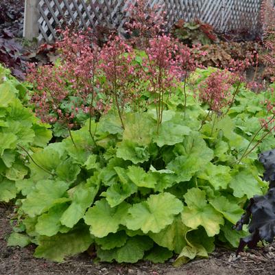 Heuchera hybrid Primo™ Pretty Pistachio