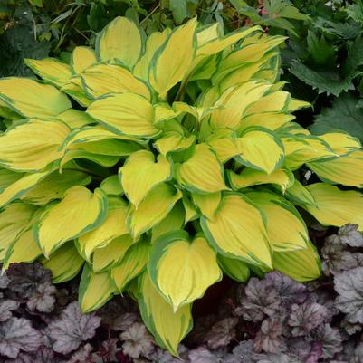 Hosta 'Island Breeze'