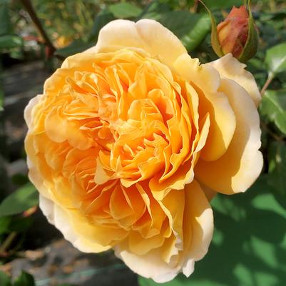 Rosa Crown 'Princess Margareta'