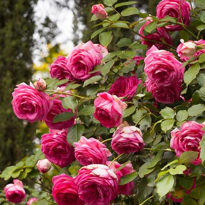 Rosa Eden Climber™ Pretty in Pink