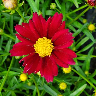 Coreopsis Big Bang™ Mercury Rising