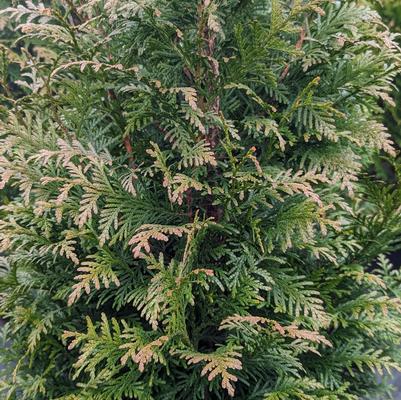 Thuja plicata 'Northern Spire'