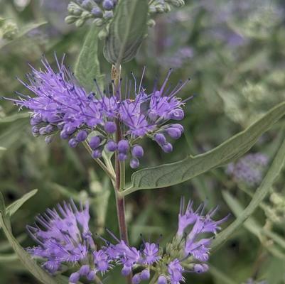 Caryopteris x cland. Dark Knight