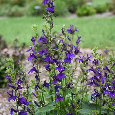 Lobelia speciosa Starship™ Blue