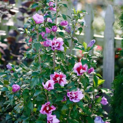 Hibiscus syriacus Purple Pillar®