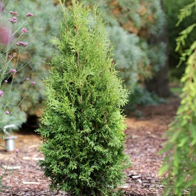 Thuja occidentalis Private Jet™