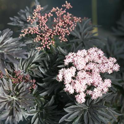 Sambucus nigra Laced Up®