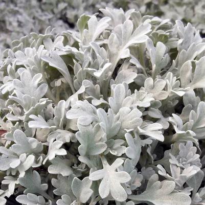 Artemisia Silver Brocade