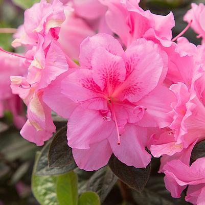 Azalea Encore® Autumn Carnation®