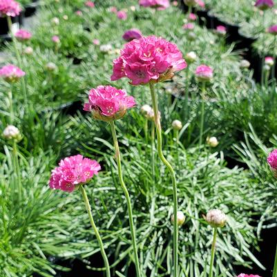 Armeria maritima 'Morning Star Deep Rose'