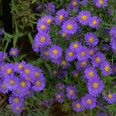 Aster Kickin® Purple