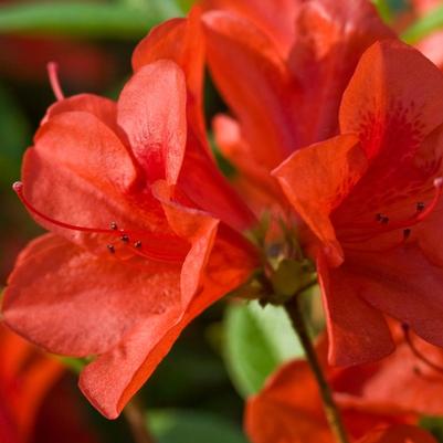 Azalea Encore® Autumn Bravo®