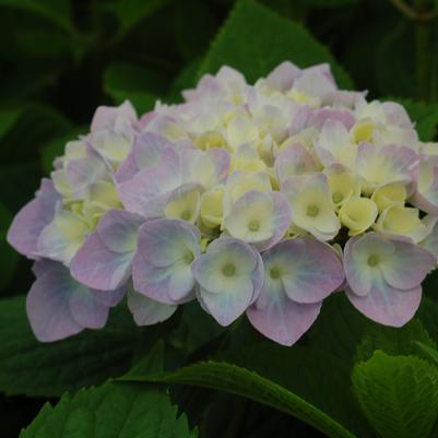 Hydrangea mac. Nantucket Blue