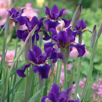 Iris sibirica Ruffled Velvet