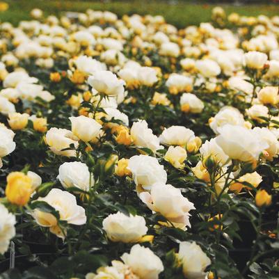 Rosa Popcorn Drift®