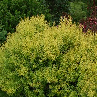 Spiraea thun. Ogon (Mellow Yellow)