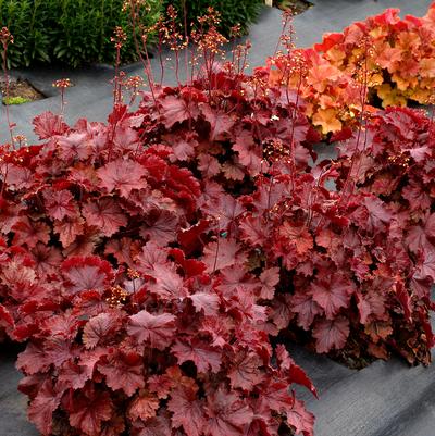 Heuchera Northern Exposure™ Red