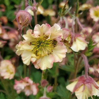 Geum Petticoats™ Peach