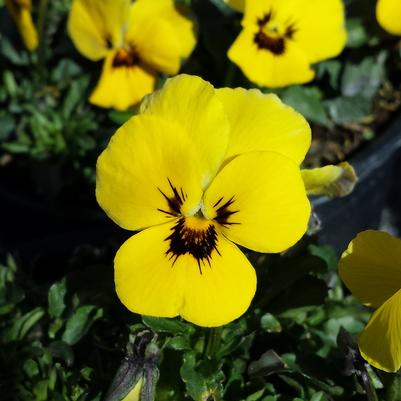 Viola Penny™ Yellow Blotch