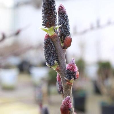 Salix chaenomeloides Black Cat®