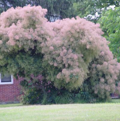 Cotinus obovatus 