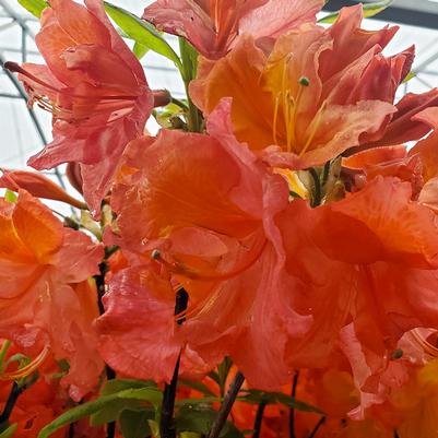 Azalea 'Mount Saint Helens'