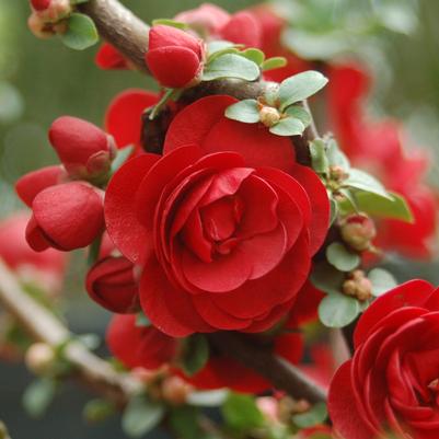 Chaenomeles speciosa Double Take® Scarlet