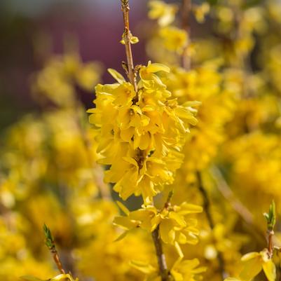 Forsythia Spring Fling™