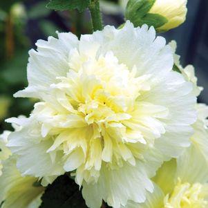 Alcea rosea annua Spring Celebrities Lemon