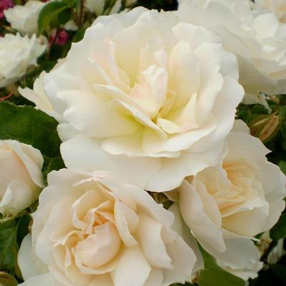 Rosa Easy Elegance® Champagne Wishes