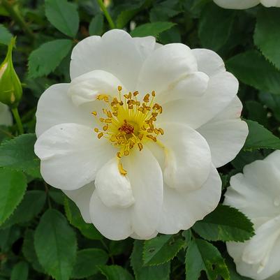 Rosa Easy Elegance® Oscar Peterson™