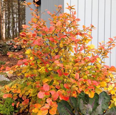 Fothergilla x intermedia Legend Of The Fall®