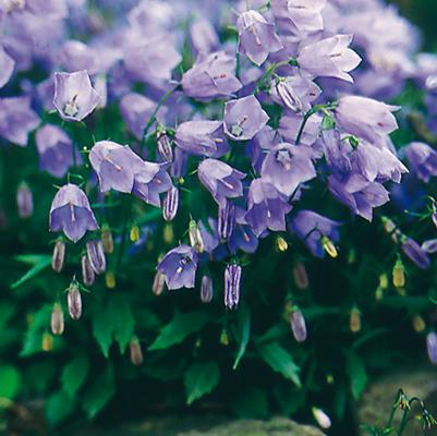 Campanula cochleariifolia 'Bavaria Blue'