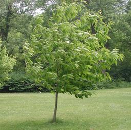 Castanea dentata 