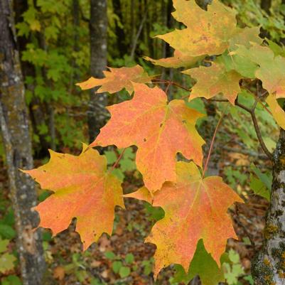 Acer saccharum Super Sweet