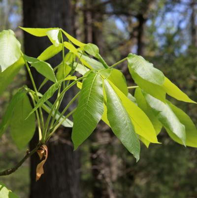 Carya ovata 